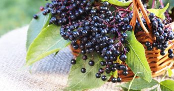 6 Health Benefits and Uses for Elderberry Supplements