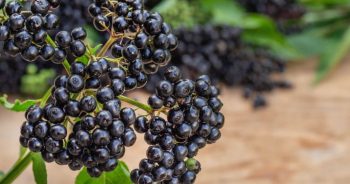 Elderberry Gummies: Benefits and Nutrition Facts