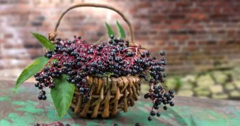 Elderberry With Vitamin C and Zinc: Does It Work?